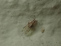 Eucallipterus tiliae