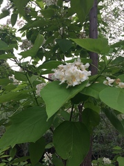 Catalpa