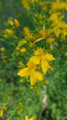 Hypericum scouleri