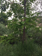 Catalpa