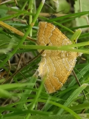Camptogramma