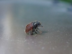 Dendroctonus rufipennis