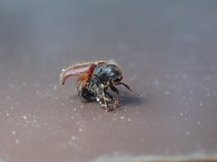 Dendroctonus rufipennis