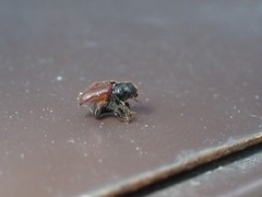 Dendroctonus rufipennis