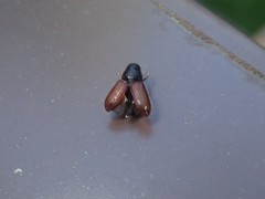 Dendroctonus rufipennis