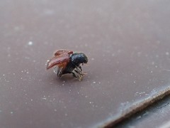 Dendroctonus rufipennis