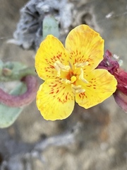 Eulobus crassifolius