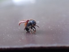 Dendroctonus rufipennis