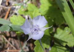 Calochortus umbellatus