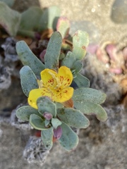 Eulobus crassifolius