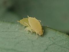 Longicaudus trirhodus