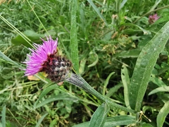 Centaurea nigra