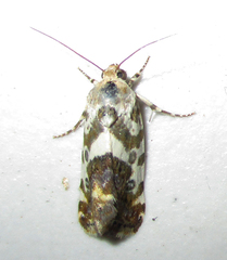 Acontia transfigurata