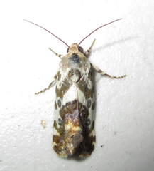 Acontia transfigurata