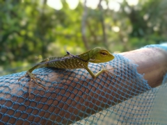 Bronchocela
