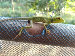 Bronchocela
