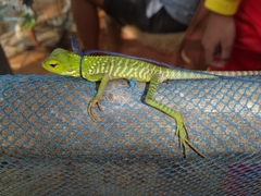 Bronchocela