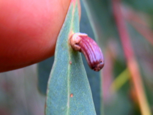 Apiomorpha pileata · iNaturalist