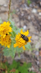 Acmaeodera connexa