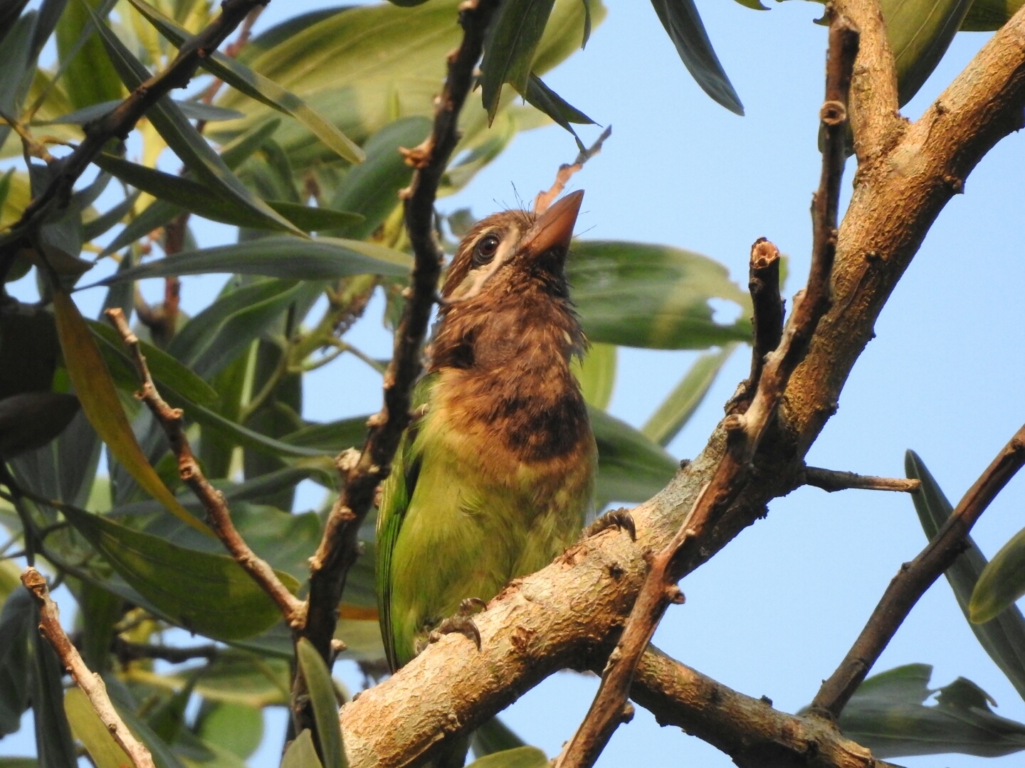 White-cheeked Barbet