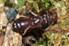 Artystona rugiceps