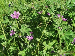 Malva sylvestris sylvestris