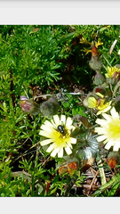 Usia aenea