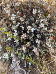 Eriogonum fastigiatum