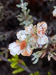 Eriogonum fastigiatum
