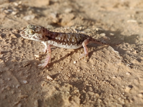 Anderson's Short-fingered Gecko