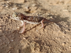 Stenodactylus petrii