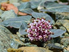 Asclepias solanoana