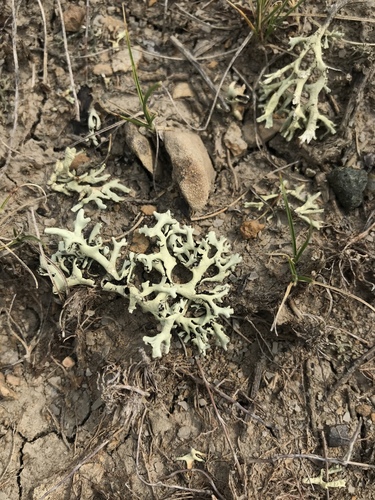 Tumbleweed Shield Lichen