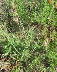 Oenothera cinerea cinerea