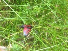 Zygaena oxytropis