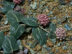 Asclepias solanoana