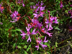 Clarkia concinna concinna