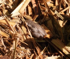 Litoria dentata