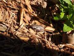 Litoria dentata
