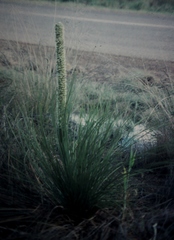 Xanthorrhoea platyphylla