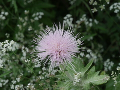Cirsium texanum