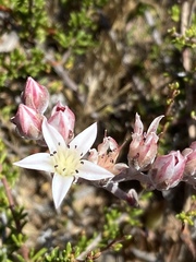 Dudleya crassifolia
