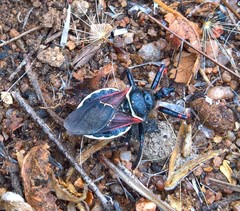 Apiomerus californicus