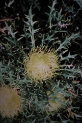 Banksia nivea