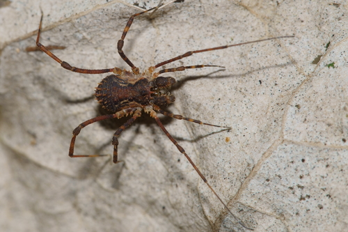 Algidia chiltoni photo 3