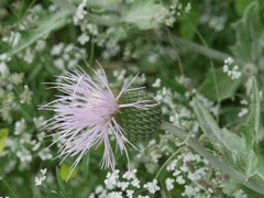 Cirsium texanum