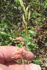 Oenothera cinerea cinerea