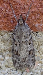Scoparia ambigualis