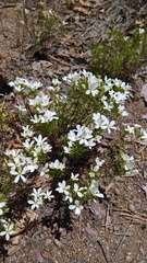 Leptosiphon floribundus