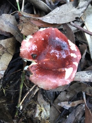 Russula persanguinea